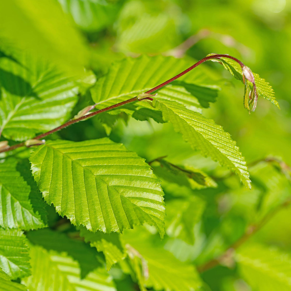 Gemeine Hainbuche Carpinus betulus – Heckenpflanze – 6 Pflanzen – 1 laufender Meter – 17 cm – Höhe 55 cm – Dichtes Laub – Privatsphäre 