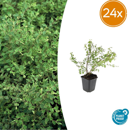 Niedrige Purpurbeere Symphoricarpos × chenaultii 'Hancock' – 24 Pflanzen – ↕10-25 cm – Ø9 cm – Winterharter Strauch – Weiße Blüten & Beeren – Pflegeleicht & Wetterbeständig 