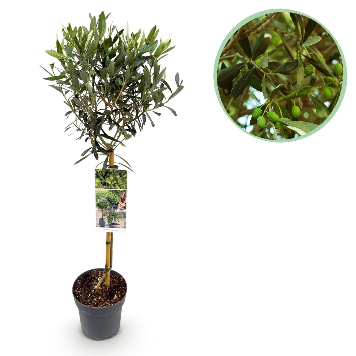 Olea Europaea Olivenbaum auf Stamm – Immergrüne Terrassenpflanze – Pflegeleicht – Ø19 cm – Höhe ca. 90 cm – Mediterranes Flair für Balkon & Garten 