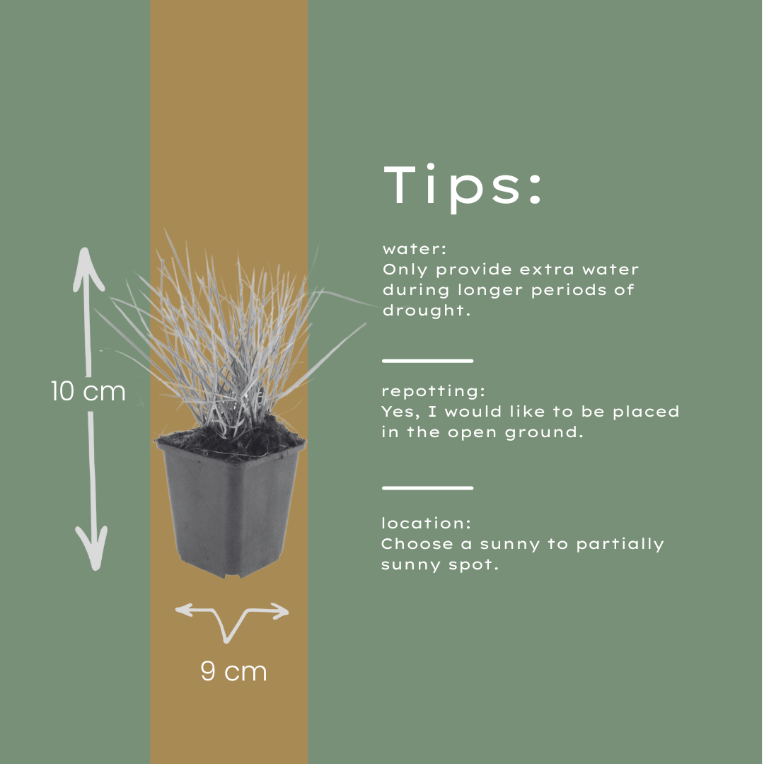 Sesleria autumnalis Ziergras – 60 Pflanzen – Ø9cm – Höhe 10-25cm – Winterhartes Gartengras – Pflegeleicht – Für Beet, Steingarten & Naturgarten - Oasis of Life