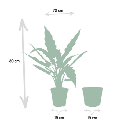 Alocasia Lauterbachiana – Pfeilblatt – Zimmerpflanze – Ø19 cm – ↕80 cm – Mit Korb Selin – Elefantenohr – Luftreinigend – Pflegeleicht 