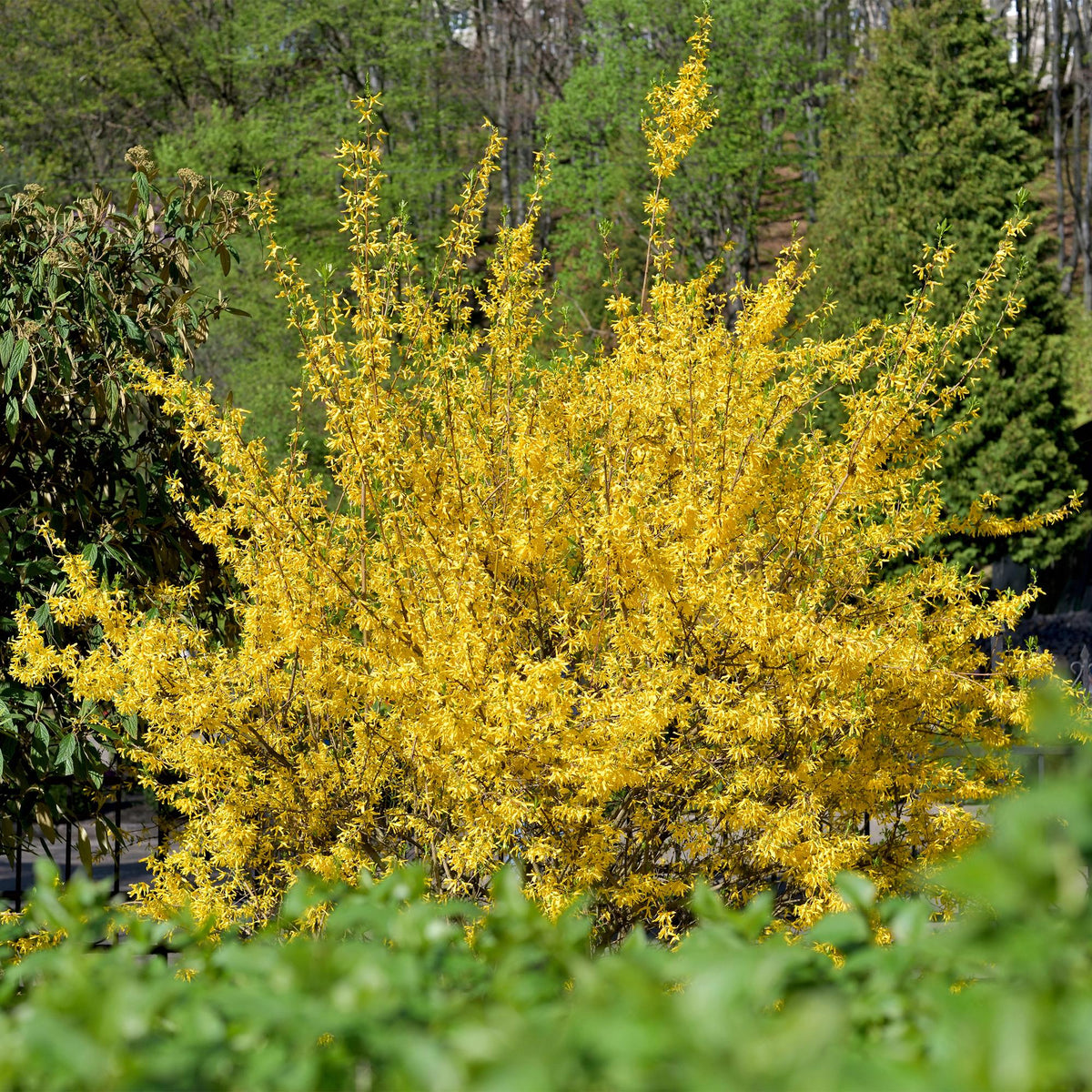 GreenboutiQ - Sträucher - Forsythia intermedia Goldrauch - Blüte Gelb - 1 Pflanze - Laubabwerfend - Wenig Pflege - Topf 17cm Höhe 45cm 