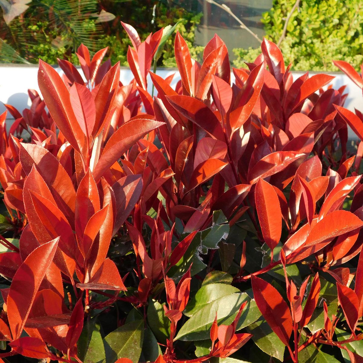 Frasers Glanzmispel - Photinia fraseri Red Robin - grün rot - 6 Pflanzen - Heckenpflanze - 1 laufender Meter - immergrün - Topf 17cm Höhe 55cm 