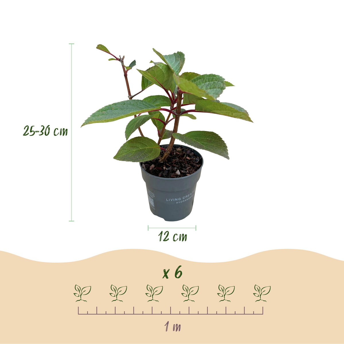 Green boutiQ - Gartenpflanze - Hydrangea panniculata Living Infinity - Rispenhortensie - Winterhart - Weiß - 3 Pflanzen - Topf 12cm - Höhe 20-30cm 