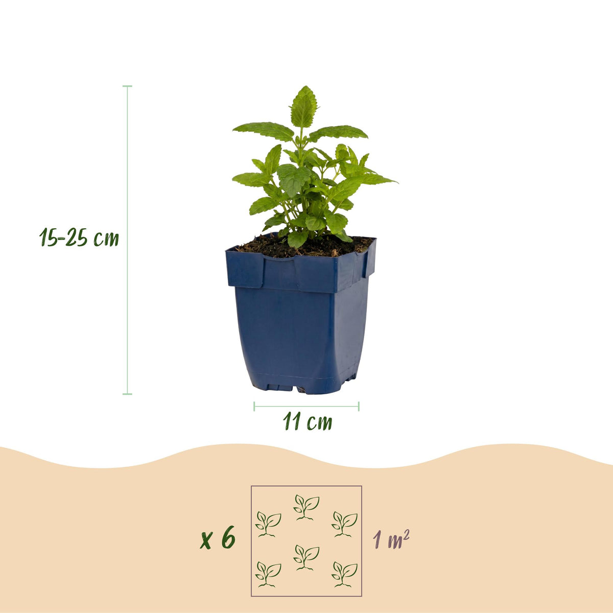 Katzenminze-Mix (dreifarbig) – Nepeta faassenii 'Snowflake' – Topf Ø11cm – Ansicht 3