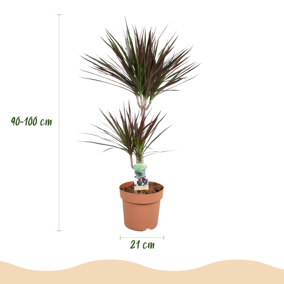 Green boutiQ - Zimmerpflanzen - Dracaena Magenta - Drachenbaum - Pflegeleicht - Rot - 1 Pflanze - Topf 21cm - Höhe 90-100cm 