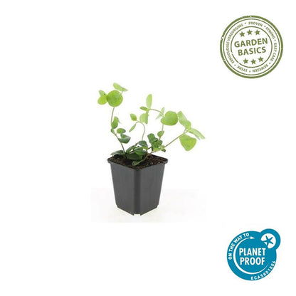 Großes Immergrün Vinca major – ↕10-25cm – Ø9cm – 6 Pflanzen – Immergrüner Bodendecker mit violett-blauen Blüten 