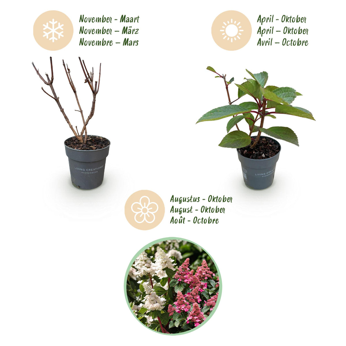 Rispenhortensie Hydrangea paniculata Living Infinity – winterhart – weiß bis hellrosa – 12cm Höhe 20-30cm – kompakter Wuchs, Blüte Spätsommer bis Herbst – für Beet, Hecke, Kübel, Balkon & Terrasse 