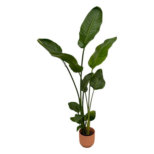 Paradiesvogelblume – Strelitzia Nicolai inkl. Vibes Fold Round Rosa – ca. 100 cm hoch – Ø18 cm – Zimmerpflanze im Design-Topf 