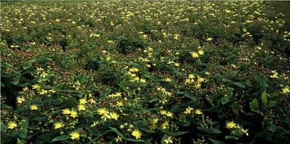 Hypericum inodorum 'Rheingold' – 48 Pflanzen – Winterharter, farbenfroher Bodendecker mit goldgelbem Laub & gelben Sommerblüten – Pflegeleicht 