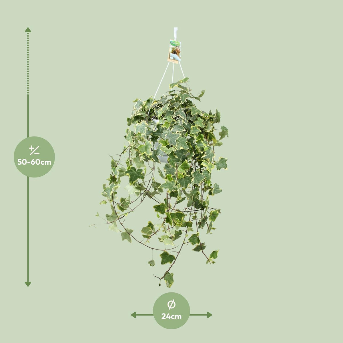 Efeu – Hedera Helix 'Gold Child' – Zimmerpflanze – Ø24 cm Topf – Höhe ca. 60 cm – Hängend & Rankend – Luftreinigend – Pflegeleicht 