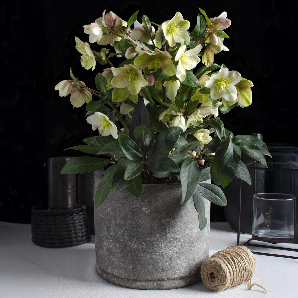 GreenboutiQ - Gartenpflanze - Lenten Rose - Helleborus Diamfire - Grüne Blüte - Immergrün - Topf 19cm Höhe 40cm 