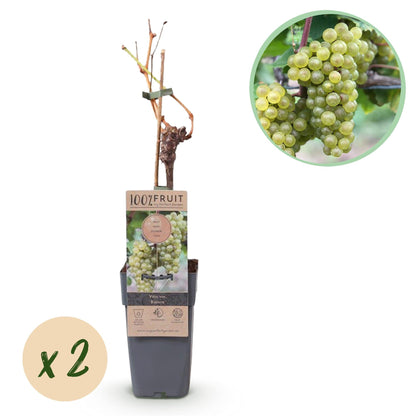 Weinrebe Vitis vinifera 'Bianca' – Weiße Traube – 2 Pflanzen – Ø15cm – Höhe ca. 50cm – Süße Tafeltrauben – Pflegeleichte Obstpflanze für Garten & Balkon – Reich an Vitaminen 