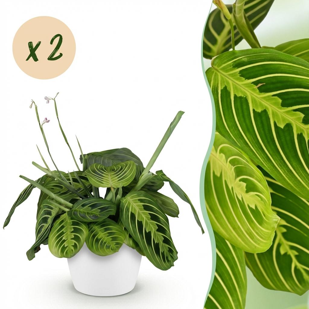Green boutiQ - Zimmerpflanze - Maranta Fascinator Lemon Lime - Gebetspflanze - Haustierfreundliche Pflanze - Grün - 2 Pflanzen - mit Potter Weiß - Topf 12cm - Höhe 25cm 
