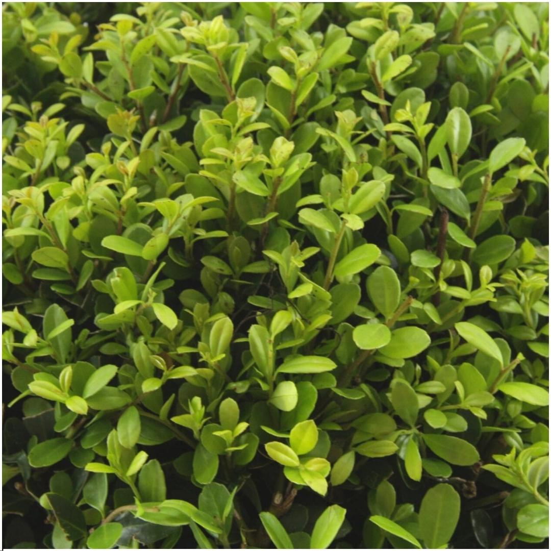 Stechpalme – Ilex crenata 'Jenny' – 12 Pflanzen – Immergrün – Winterhart – Alternative zu Buchsbaum – Ø7cm ↕15cm 