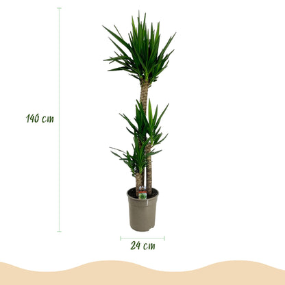Palmlilie Yucca Elephantipes – 140cm – 24cm – Pflegeleichte Palmlilie mit schmalen, grünen Blättern – Robuste Zimmerpflanze für helle & halbschattige Wohnbereiche 