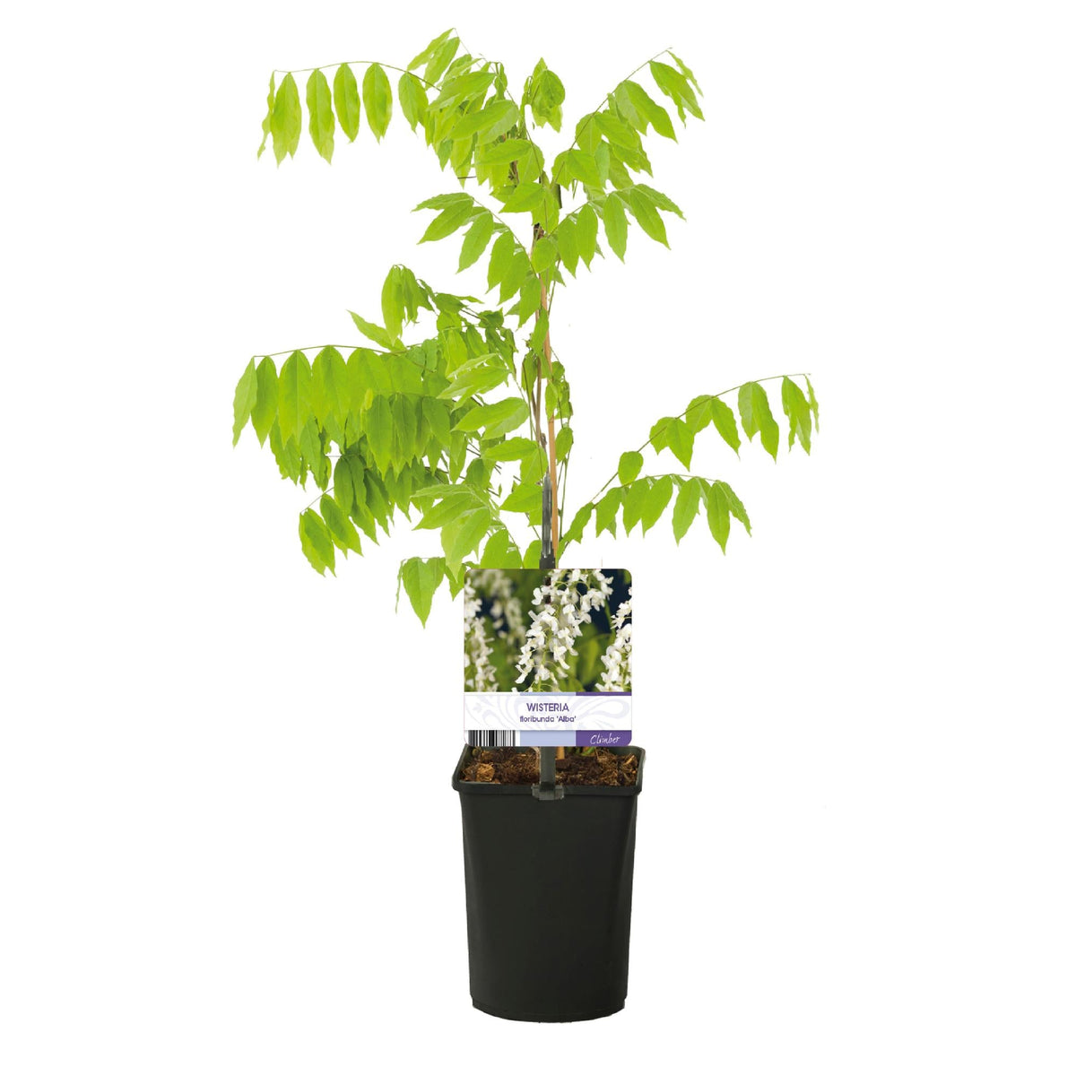 Blauregen Wisteria floribunda Alba – Weiße Blüten – 11 cm x H40 cm – Duftende Kletterpflanze – Für Pergolen, Zäune & Wände 