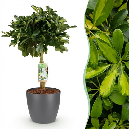 Green boutiQ - Zimmerpflanzen - Schefflera Gold Capelle - Fingerbaum - Wenig Pflege - Grün - Gold - 1 Pflanze - mit Potter Grau - Topf 21cm - Höhe 70-81cm 