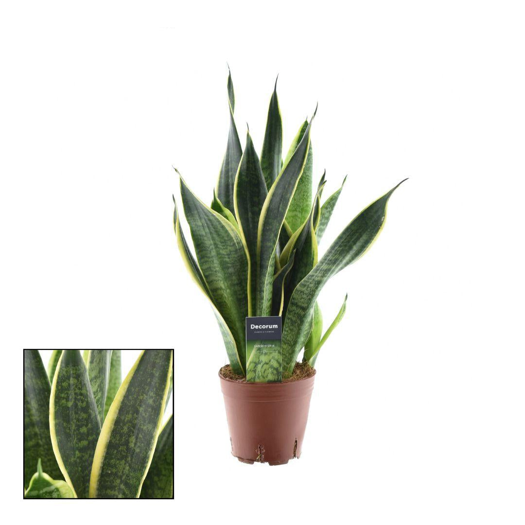 Sansevieria Futura Superba – Bogenhanf – Ø14cm – ↕45cm – Pflegeleichte Zimmerpflanze mit gelb-grünem Blattmuster – Luftreinigend – Ideal für Schlafzimmer, Büro & Wohnzimmer 