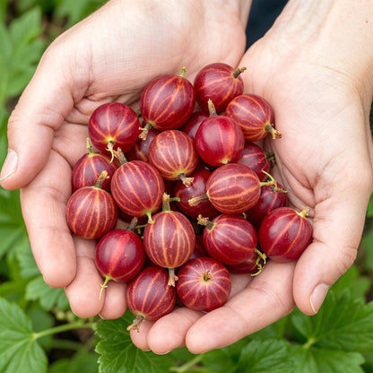 Rote Stachelbeere Ribes uva-crispa Hinnonmaki winterhart 3 Pflanzen Ø9cm Höhe30cm – Süß-saure rote Beeren für Garten Beet Balkon & Terrasse 