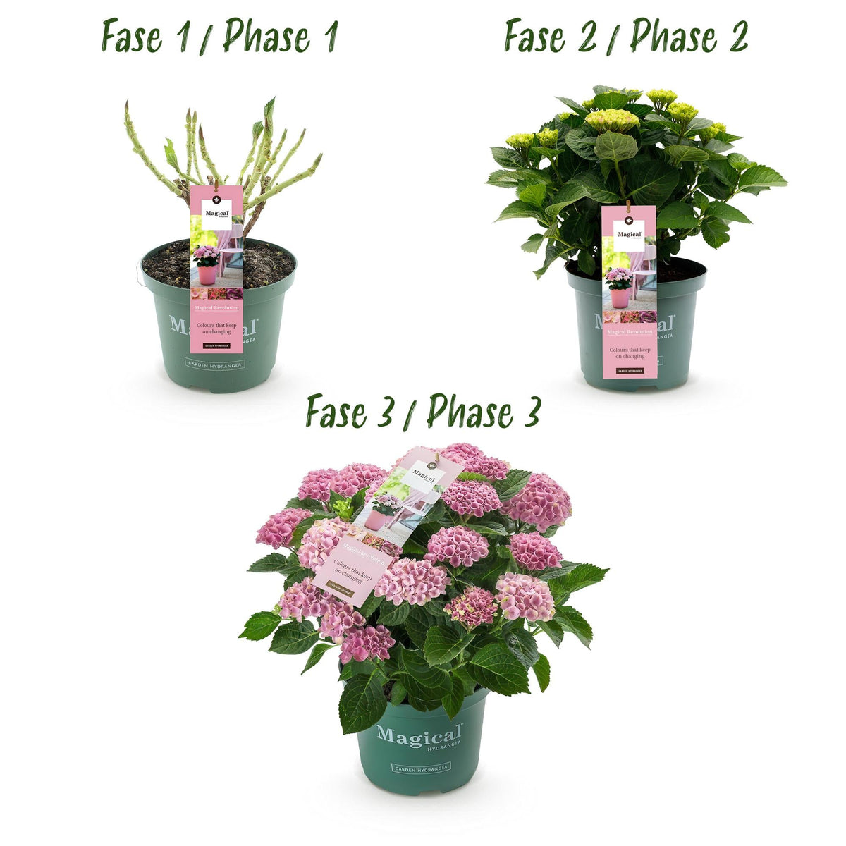 Hortensie Magical Revolution Pink – Rosa – Hydrangea macrophylla – 23 cm – Ca. 55 cm hoch – 6–10 Blüten – Für Balkon, Terrasse & Beet – Pflegeleicht & Blühfreudig 