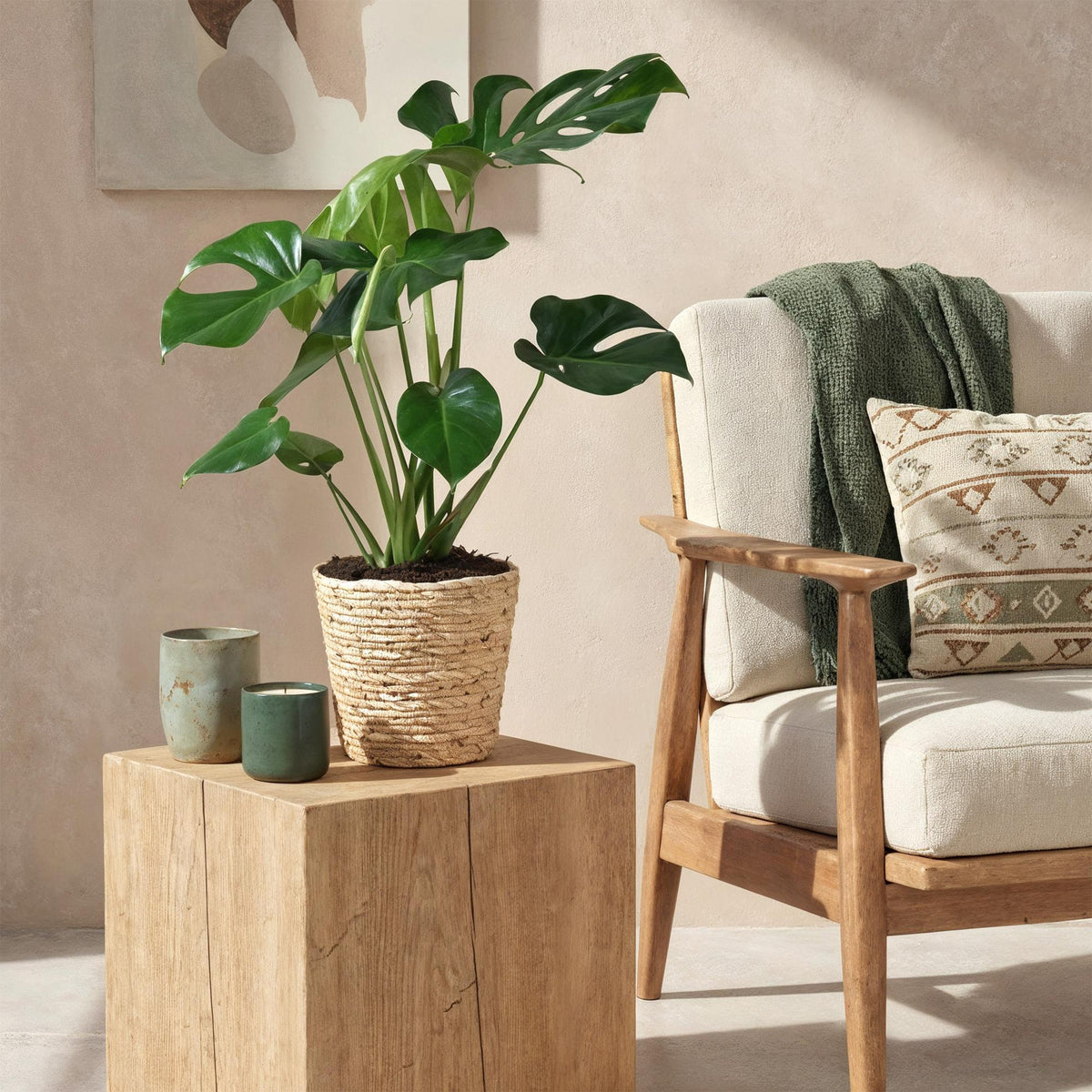 Green boutiQ - Zimmerpflanzen - Monstera Deliciosa - Fensterblatt - Wenig Pflege - Grün - 1 Pflanze - Topf 21cm - Höhe 70-80cm 