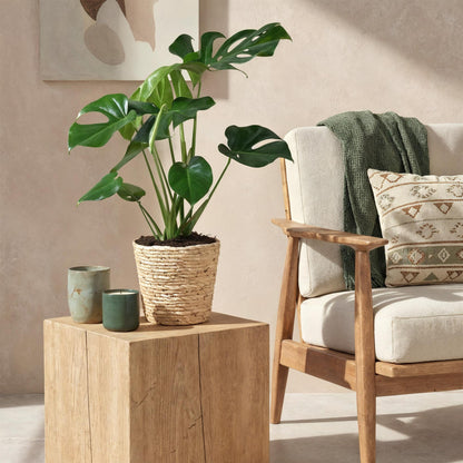 Green boutiQ - Zimmerpflanzen - Monstera Deliciosa - Fensterblatt - Wenig Pflege - Grün - 1 Pflanze - Topf 21cm - Höhe 70-80cm 