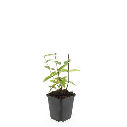 Hypericum inodorum 'Annebel' – 48 Pflanzen – ↕10-25 cm – Ø9 cm – Gelber Sommerblüher – Pflegeleichter, winterharter Strauch 