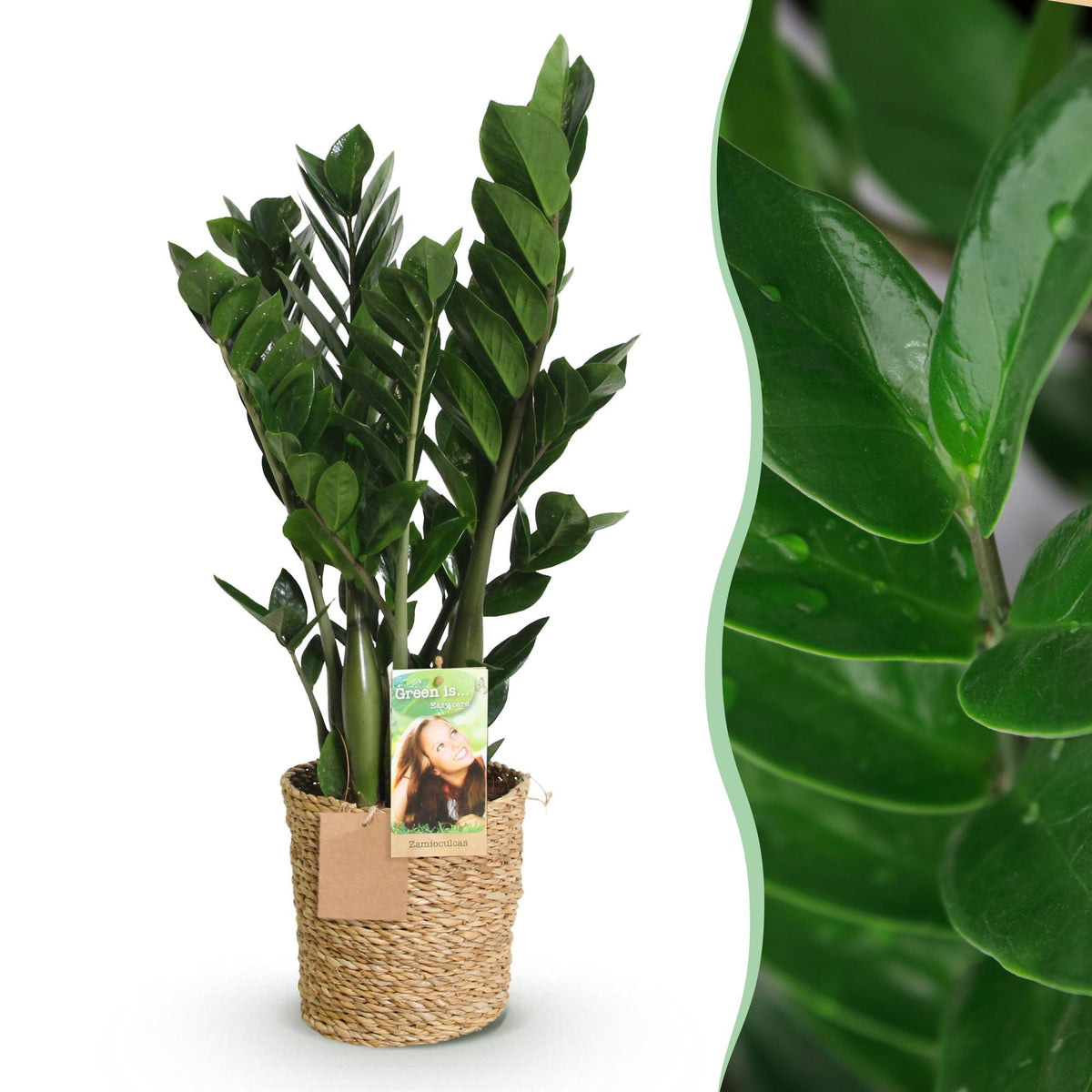 Green boutiQ - Zimmerpflanzen - Zamioculcas - ZZ-Pflanze - Wenig Pflege - mit Korb - Grün - 1 Pflanze - Topf 17cm - Höhe 65-75cm 