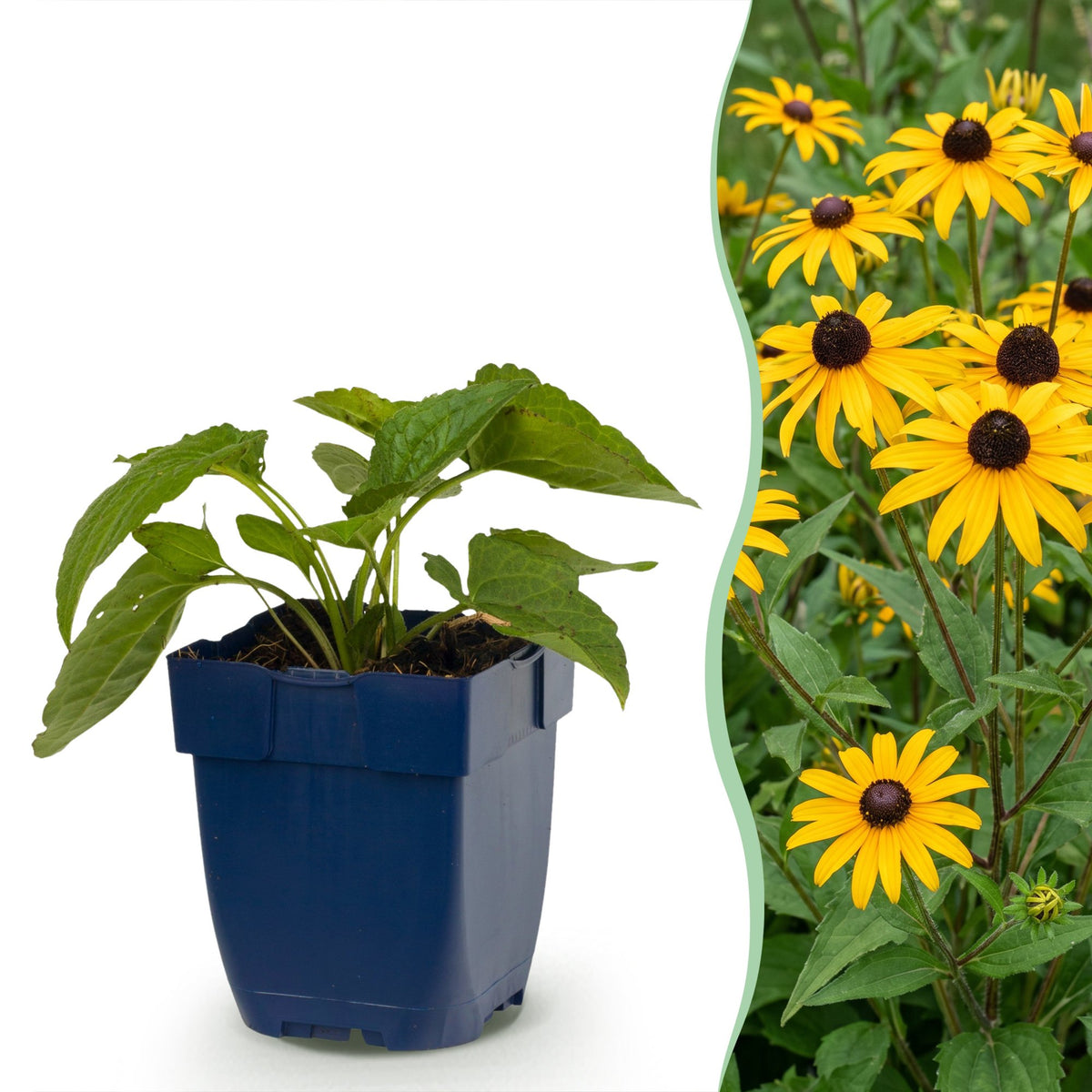 Sonnenhut 'Goldsturm' – Rudbeckia fulgida 'Goldsturm' – Topf Ø11cm