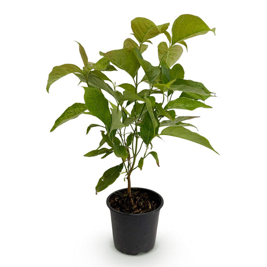 GreenboutiQ - Gartenpflanze - Cornus mas - Blüte Gelb - 1 Pflanze - Laubabwerfend - Pflegeleicht - Topf 12cm Höhe 35cm 
