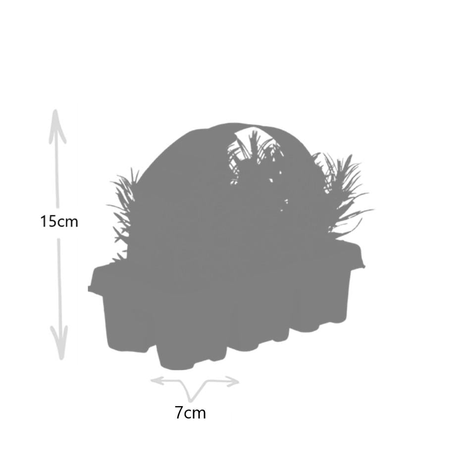 Echter Lavendel – Lavandula angustifolia – Ø7cm x H15cm – 48 Pflanzen – Duftend & pflegeleicht – Für Balkon, Terrasse & Beet – Mediterrane Schönheit 