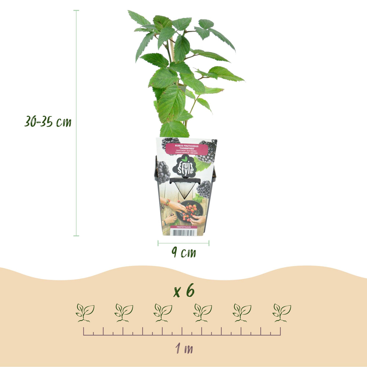 GreenboutiQ - Obstpflanzen - Dornlose Brombeere - Rubus Thornfree - Winterhart - 6 Pflanzen - Topf 9 cm - Schwarze Brombeere 