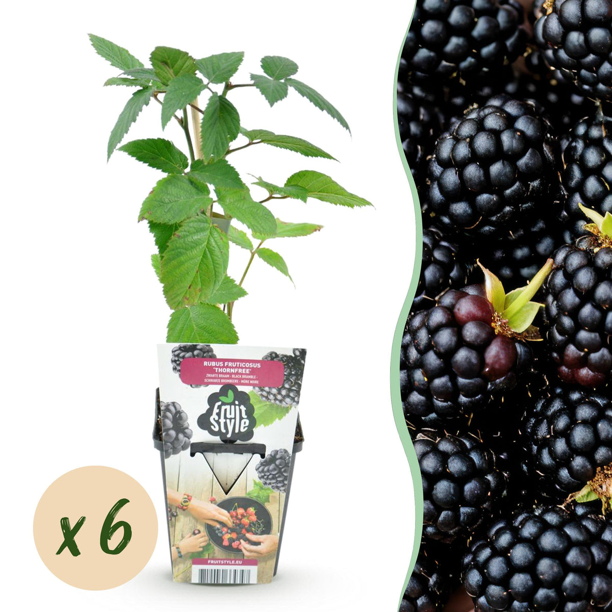 GreenboutiQ - Obstpflanzen - Dornlose Brombeere - Rubus Thornfree - Winterhart - 6 Pflanzen - Topf 9 cm - Schwarze Brombeere 