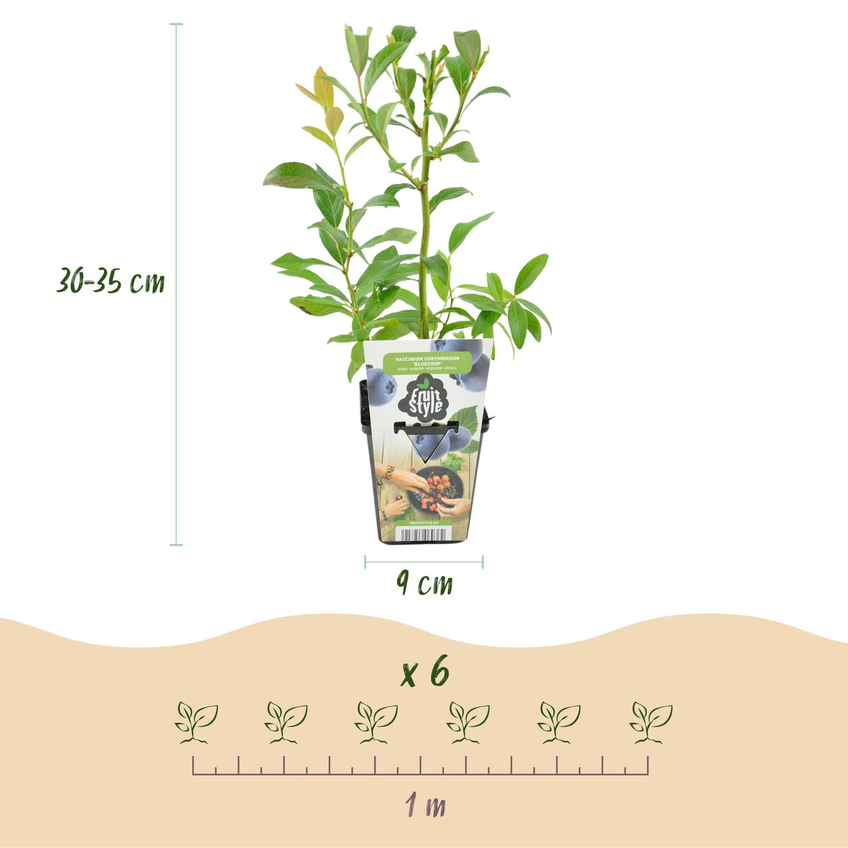 Blaubeere Vaccinium corymbosum Bluegold winterhart 3 Pflanzen Ø9cm Höhe 30cm – Aromatische Heidelbeere für Garten Balkon & Terrasse 