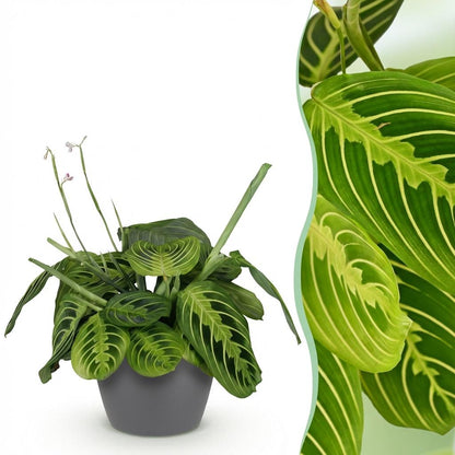 Green boutiQ - Zimmerpflanze - Maranta Fascinator Lemon Lime - Gebetspflanze - Haustierfreundliche Pflanze - Grün - 1 Pflanze - mit Potter Grau - Topf 12cm - Höhe 25cm 
