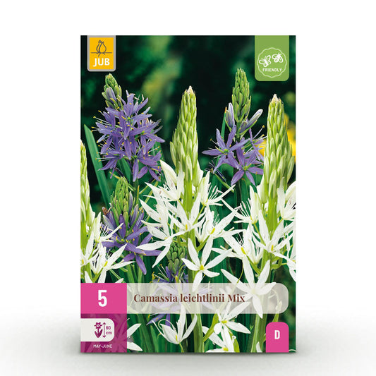 GreenboutiQ - Blumenzwiebeln - Camassia Leichtlinii Mix - Farbe Lila und Weiß - 5 Stück - Zwiebelgröße 12/14 - XXL Pack 