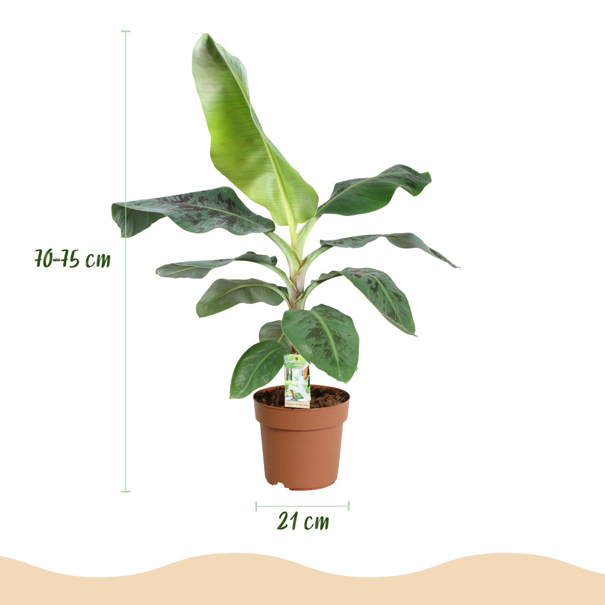 Green boutiQ - Zimmerpflanzen - Musa acuminata Dwarf Cavendisch - Bananenpflanze - Wenig Pflege - Grün - 1 Pflanze - mit Potter Weiß - Topf 21cm - Höhe 70-75cm 