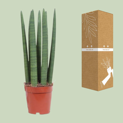 Schwiegermutterzunge – Sansevieria Straight – Zimmerpflanze – Ø12 cm Topf – Ca. 40 cm hoch – Pflegeleicht & luftreinigend – Ideal für kleine Räume & halbschattige Standorte 