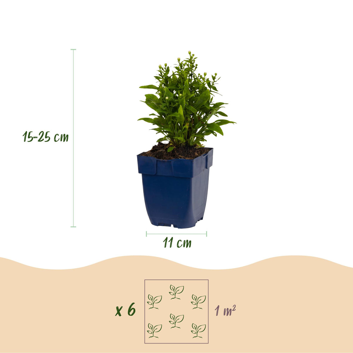 Kissenaster-Mix (dreifarbig) – Aster-Sortenmix – Topf Ø11cm – Bienenfreundliche Staude für Garten & Balkon – Ansicht 3