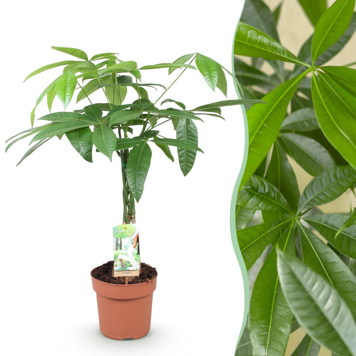 Green boutiQ - Zimmerpflanzen - Geflochtener Stamm Pachira Aquatica - Geldbaum - Wenig Pflege - Grün - 1 Pflanze - Topf 17cm - Höhe 60-70cm 
