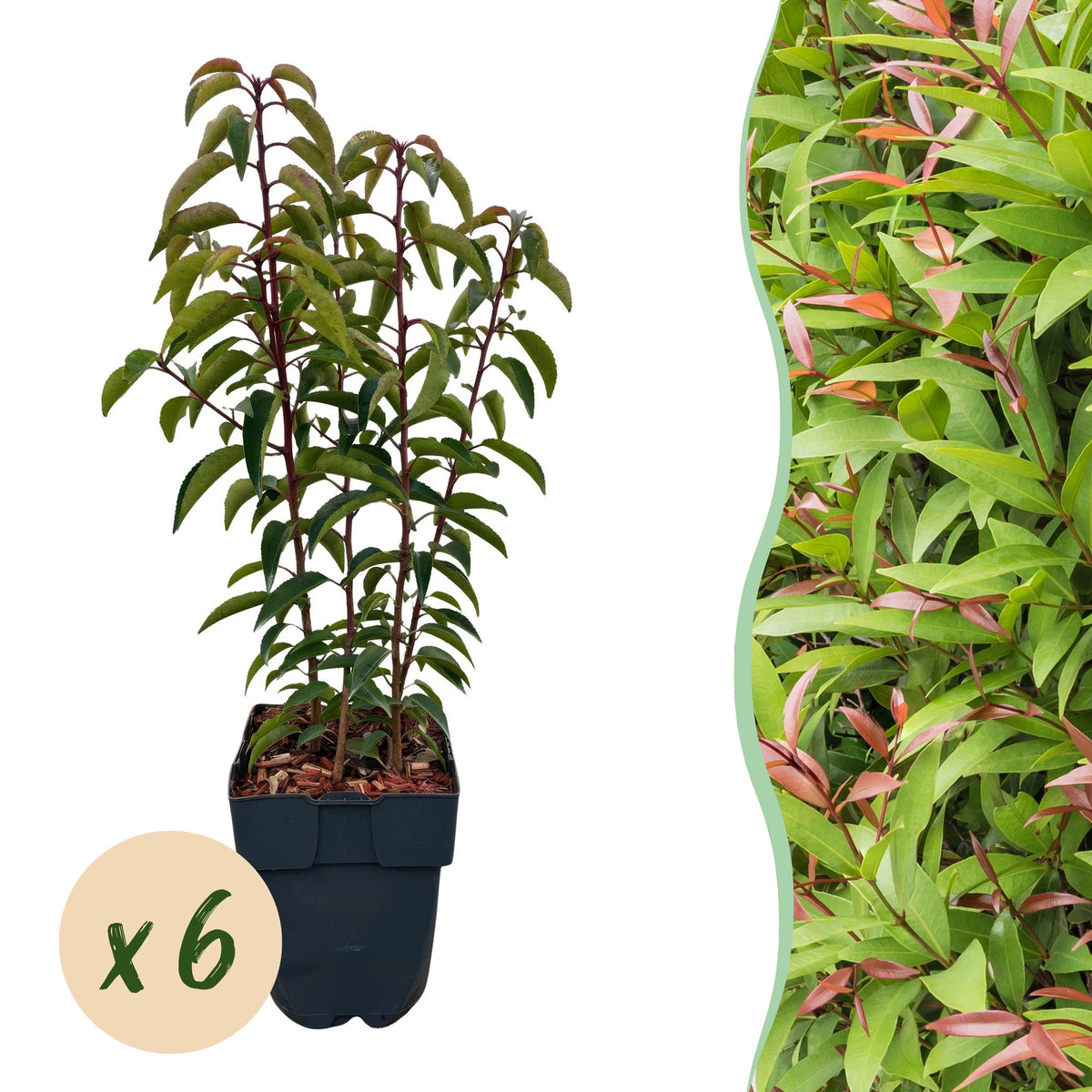 Chickasa-Pflaume – Prunus lusitanica Angustifolia – 6 Pflanzen – Heckenpflanze 1 m – Immergrün – Blatt grün – 17 cm – Höhe 50 cm – Perfekt für dichte Hecken & Sichtschutz 