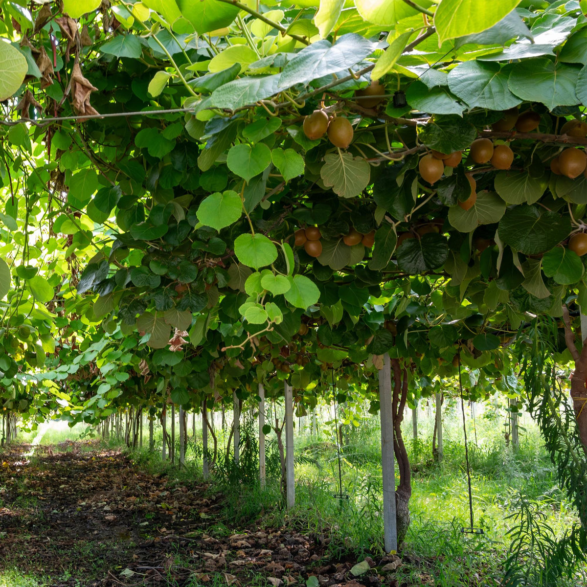 Kiwi Pflanze Actinidia deliciosa 'Jenny' – 2er-Set – Obstpflanze 15cm – ca. 50cm hoch – Selbstfruchtend – Für Garten & Balkon – Vitaminreiche grüne Kiwi 