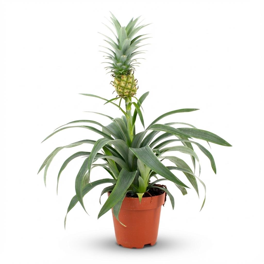 Ananaspflanze Mi Amigo – Ø12cm – Höhe 35–40cm – Tropische Zimmerpflanze mit dekorativer Mini-Ananas – Exotische Pflanze für Wohnraum & Büro 