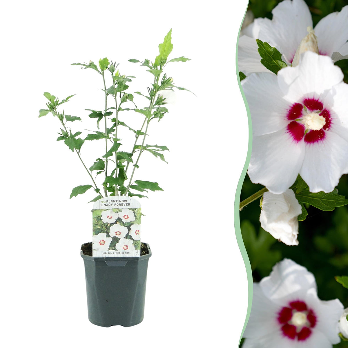 Garteneibisch Hibiscus syriacus Red Heart – Blüte Weiß mit Rotem Herzen – Strauch – Wenig Pflege – 17 cm x H45 cm – Sommerblüher & Bienenfreundlich 