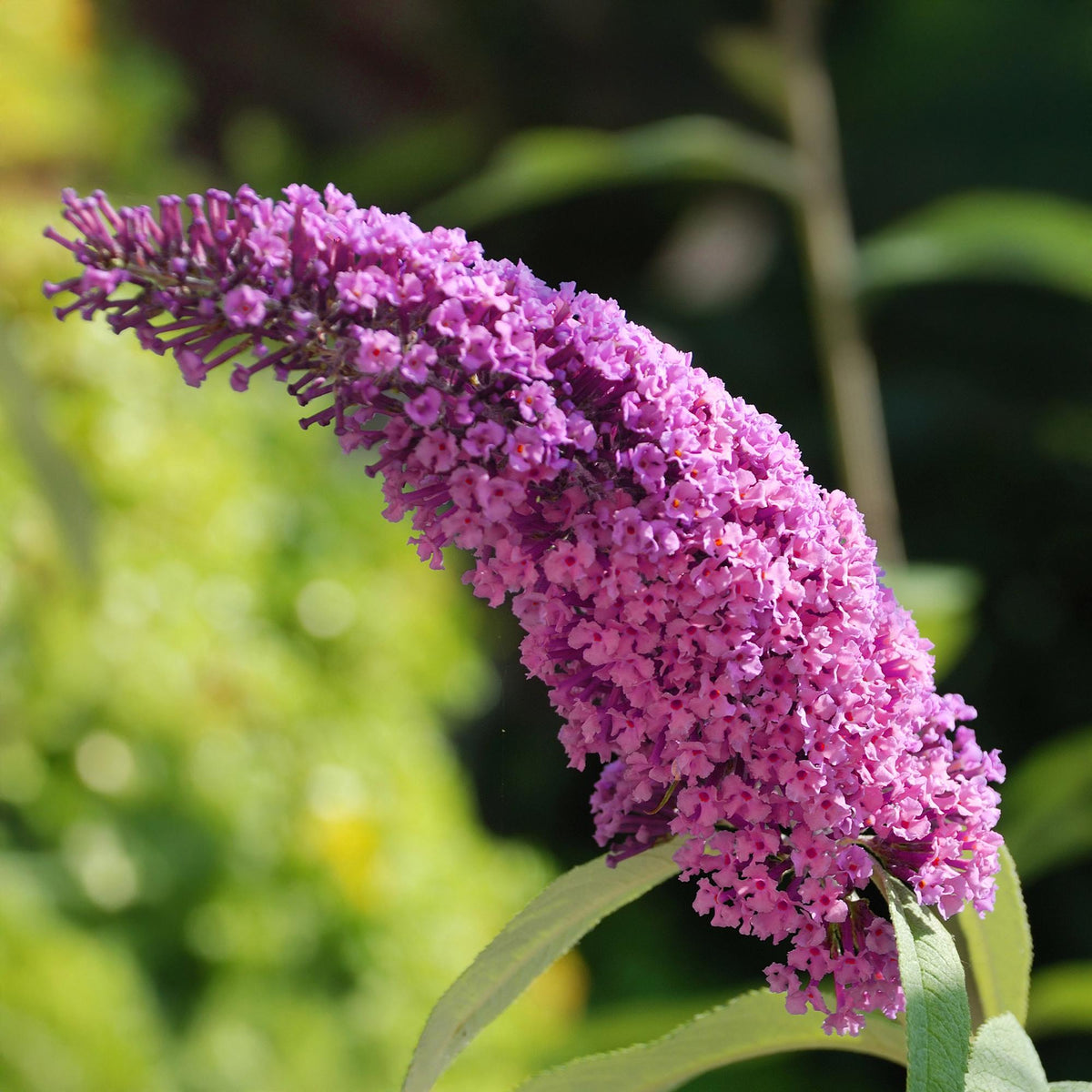Schmetterlingsstrauch Buddleja davidii Pink Delight – Rosa Blüten – Schmetterlingsfreundlich – Laubabwerfend – 17 cm x H25 cm – Pflegeleicht 
