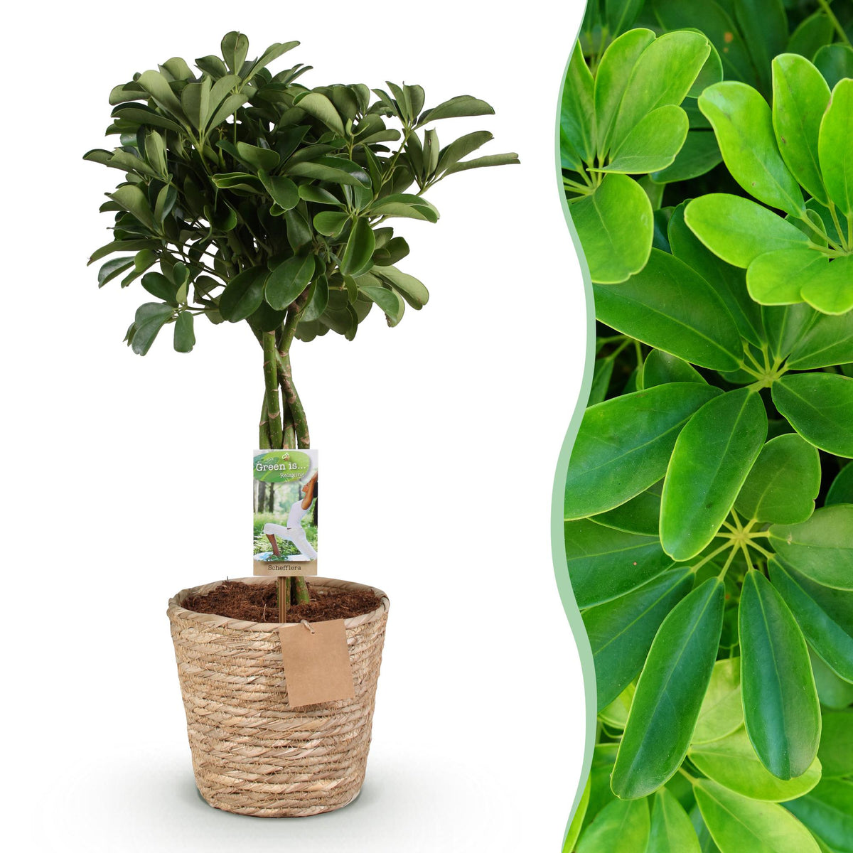 Green boutiQ - Zimmerpflanzen - Schefflera Nora - Fingerbaum - Wenig Pflege - mit Korb - Grün - 1 Pflanze - Topf 21cm - Höhe 70-82cm 