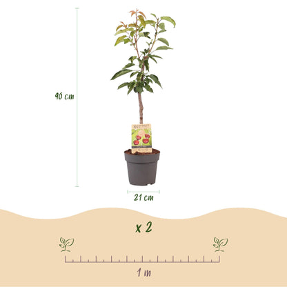 Kirschbaum Prunus avium Regina – Rote Kirsche – Obstbaum im Ø21cm – Höhe ca. 90cm – Süße Kirschen, pflegeleicht & gesund – Perfekt für Garten & Balkon 