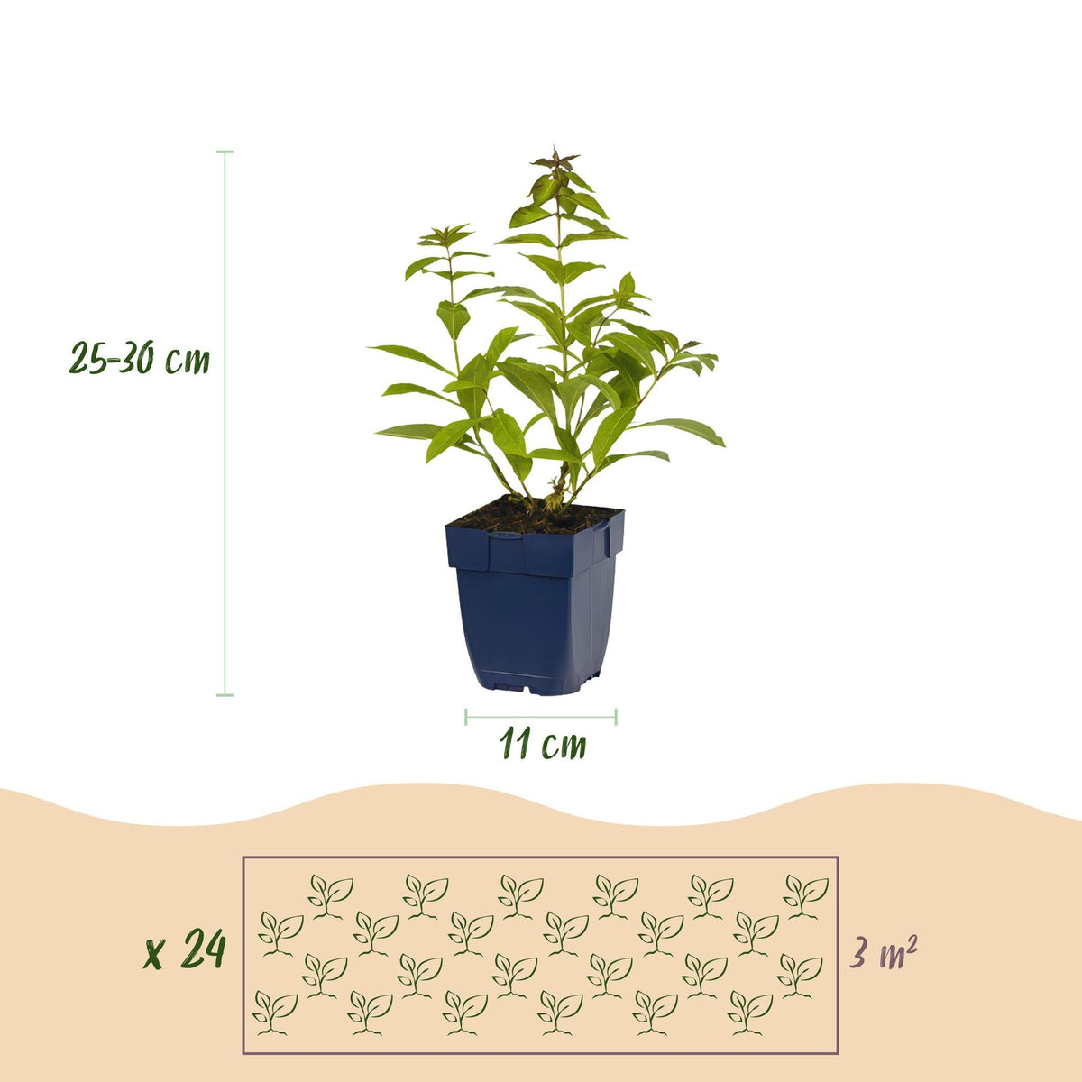 Staudenset – Duftende Blumen – 24 Stauden Ø11cm – Für ca. 3 m² – Bienenfreundlich & pflegeleicht – Verschiedene Farben & Blütezeiten – Ideal für sonnige Beete 