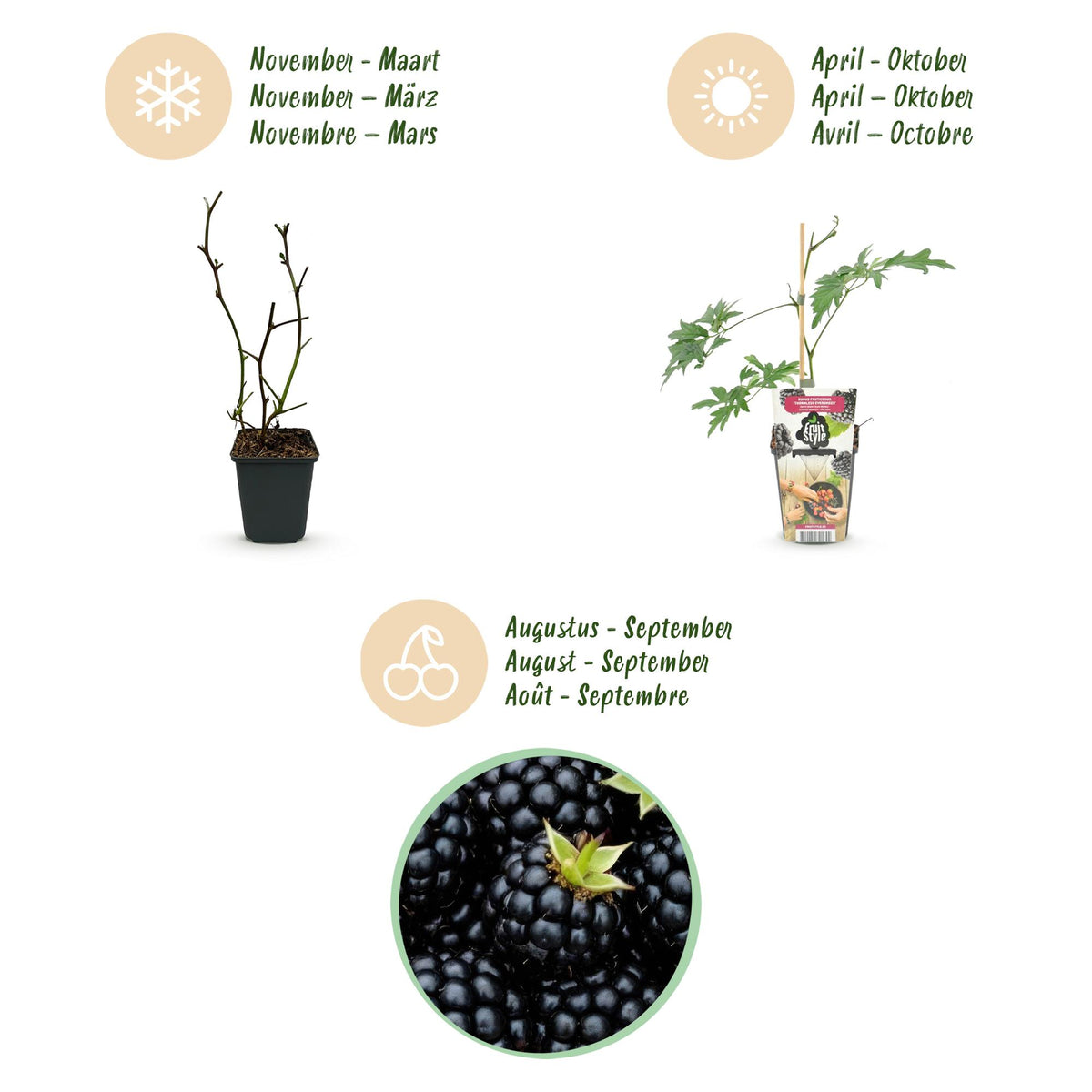 GreenboutiQ - Obstpflanzen - Immergrüne Brombeere - Rubus Thornless Evergreen - Winterhart - 6 Pflanzen - Topf 9 cm - Schwarze Brombeere 